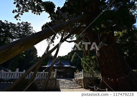 玉若命命神社的八棵杉樹 玉若命命神社的八棵杉樹 117479228