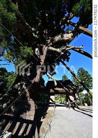 玉若命命神社的八棵杉樹 117479232