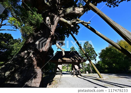 Eight cedar trees at Tamawakasu-no-Mikoto Shrine 117479233