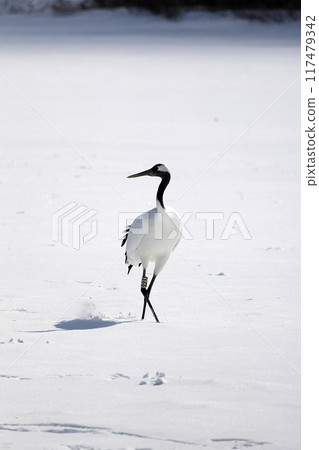 Red-crowned crane (Tsurui Village, Hokkaido) Red-crowned crane (Tsurui Village, Hokkaido) 117479342