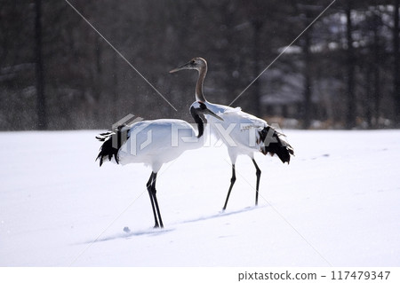 Red-crowned crane (Tsurui Village, Hokkaido) Red-crowned crane (Tsurui Village, Hokkaido) 117479347