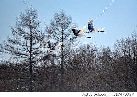 Red-crowned crane (Tsurui Village, Hokkaido) Red-crowned crane (Tsurui Village, Hokkaido) 117479357
