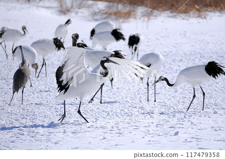 Red-crowned crane (Tsurui Village, Hokkaido) Red-crowned crane (Tsurui Village, Hokkaido) 117479358