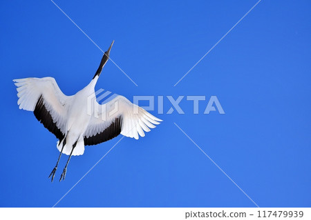 Cranberries 117479939