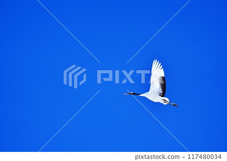 丹頂鶴 117480034