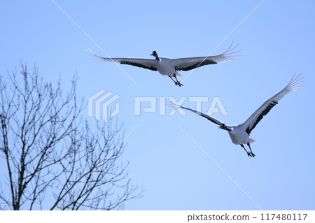 Cranberries Cranberries 117480117