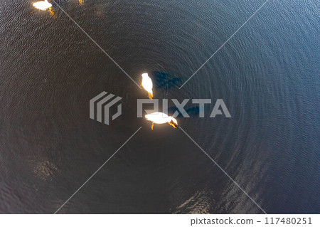 Aerial view of white swan family on a lake during a beautiful winter day Aerial view of white swan family on a lake during a beautiful winter day 117480251