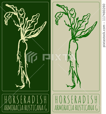Vector drawing HORSERADISH. Hand drawn illustration. Latin name is ARMORACIA RUSTICANA G 117480260