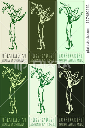 Set of vector drawing HORSERADISH in various colors. Hand drawn illustration. Latin name is ARMORACIA RUSTICANA G 117480261