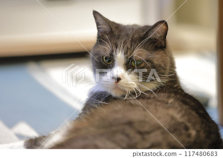 Hachi Ware Cat Hachi Ware Cat 117480683