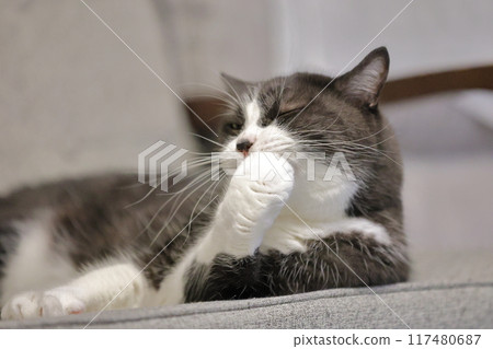 Hachi Ware Cat Hachi Ware Cat 117480687