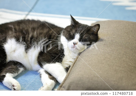 Hachi Ware Cat Hachi Ware Cat 117480718