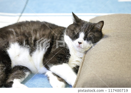 Hachi Ware Cat 117480719