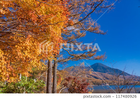 [Nagano Prefecture] Tateshina, Lake Megami: Autumn leaves along the lakeside 117480926