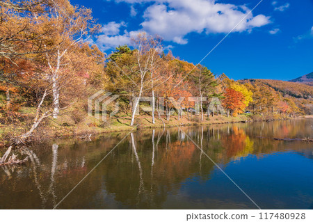 [Nagano Prefecture] Tateshina, Lake Megami: Autumn leaves along the lakeside 117480928
