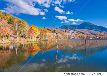 [長野縣] 蓼科/湖女神 湖邊的秋葉 117480930