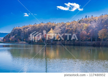 [Nagano Prefecture] Tateshina, Lake Megami: Autumn leaves along the lakeside 117480932