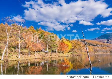 [Nagano Prefecture] Tateshina, Lake Megami: Autumn leaves along the lakeside 117480933