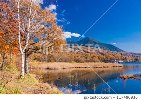 [長野縣] 蓼科/湖女神 湖邊的秋葉 117480936