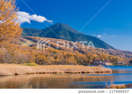 [Nagano Prefecture] Tateshina, Lake Megami: Autumn leaves along the lakeside 117480937