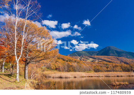 [Nagano Prefecture] Tateshina, Lake Megami: Autumn leaves along the lakeside 117480939