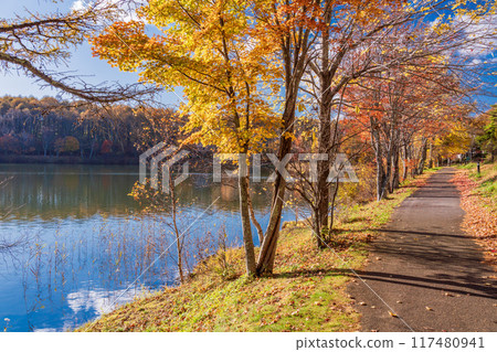 [Nagano Prefecture] Tateshina, Lake Megami: Autumn leaves along the lakeside 117480941