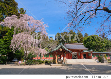 宮城縣鹽灶市春天的紫彥神社境內 宮城縣鹽灶市春天的紫彥神社境內 117481026