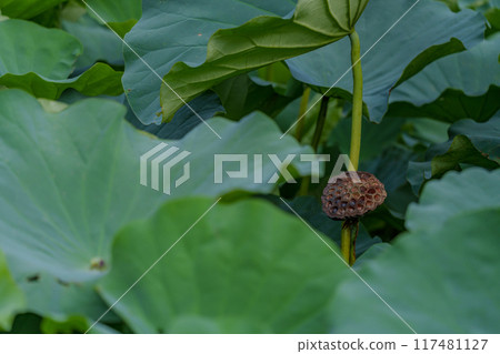 蓮花樹幹 117481127