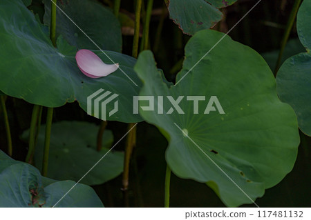 Lotus petals 117481132