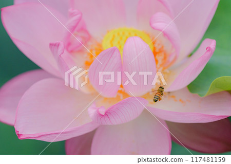 Lotus and honeybee 117481159