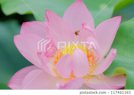 Lotus and honeybee 117481163