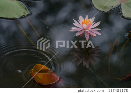 Water lily flowers Water lily flowers 117481178