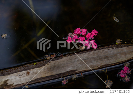 Crape myrtle petals falling onto the water Crape myrtle petals falling onto the water 117481365