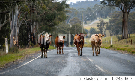 Small herd of cows walking on the road. 117481669