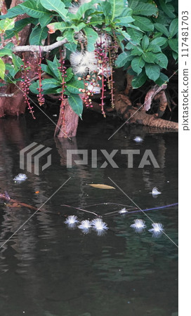 西表島 / 浦內川鯽花 7 月 西表島 05 鯽花（上午） / 浦內川巡遊 V9.16 / 沖繩八重山諸島 117481703