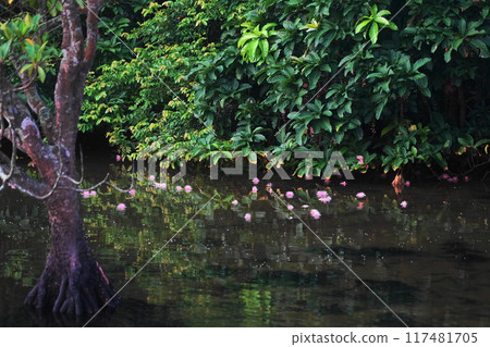 西表島 / 浦內川鯽花 7 月 西表島 06 鯽花（上午） / 浦內川巡遊 H4.3 / 沖繩八重山諸島 117481705