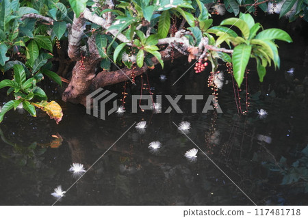 西表島 / 浦內川鮁花 7 月 西表島 13 鮁花（上午） / 浦內川遊船 / 沖繩八重山諸島 117481718