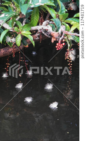 西表島 / 浦內川鮁花 7 月 西表島 13 鮁花(上午) / 浦內川巡遊 V9.16 / 沖繩八重山諸島 西表島 / 浦內川鮁花 7 月 西表島 13 鮁花(上午) / 浦內川巡遊 V9.16 / 沖繩八重山諸島 117481719