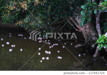 西表島 / 浦內川鮁花 7 月 西表島 14 鮁花（上午） / 浦內川遊船 / 沖繩八重山諸島 117481720
