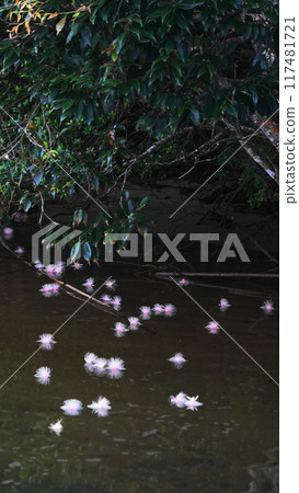 西表島 / 浦內川鮁花 7 月 西表島 14 鮁花（上午） / 浦內川巡遊 V9.16 / 沖繩八重山諸島 117481721