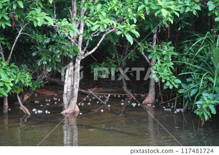 西表島 / 浦內川鯽花 7 月 西表島 17 鯽花(上午) / 浦內川遊船 / 沖繩八重山諸島 西表島 / 浦內川鯽花 7 月 西表島 17 鯽花(上午) / 浦內川遊船 / 沖繩八重山諸島 117481724