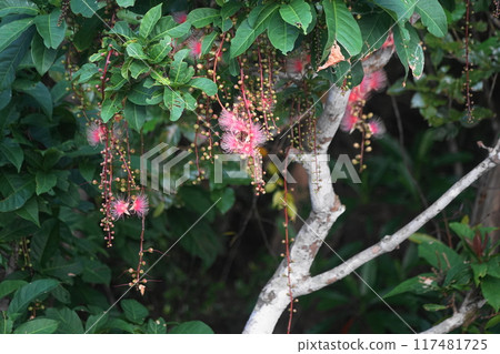 西表島 / 浦內川鮁花 7 月 西表島 18 鮁花（上午） / 浦內川遊船 / 沖繩八重山諸島 117481725