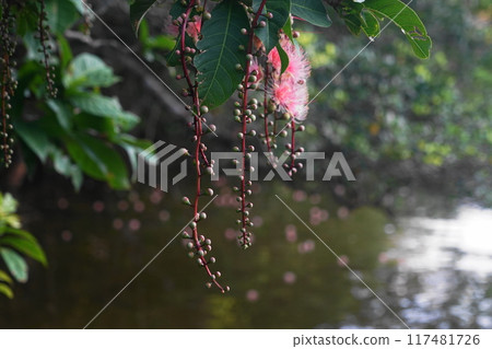 西表島 / 浦內川鮁花 7 月 西表島 19 鮁花(上午) / 浦內川遊船 / 沖繩八重山諸島 西表島 / 浦內川鮁花 7 月 西表島 19 鮁花(上午) / 浦內川遊船 / 沖繩八重山諸島 117481726