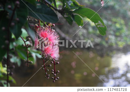 西表島 / 浦內川鮁花 7 月 西表島 21 鮁花(上午) / 浦內川遊船 / 沖繩八重山諸島 西表島 / 浦內川鮁花 7 月 西表島 21 鮁花(上午) / 浦內川遊船 / 沖繩八重山諸島 117481728