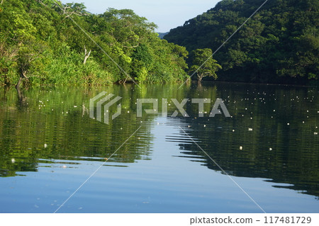 西表島 / 浦內川鮈花 7 月 西表島 22 鮈花（上午） / 浦內川遊船 / 沖繩八重山諸島 117481729