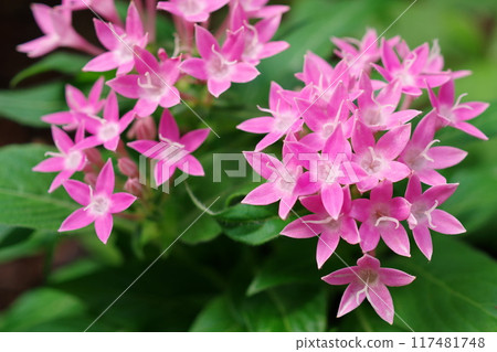 Red pentas flowers 117481748