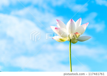 A single lotus flower blooming against the blue sky A single lotus flower blooming against the blue sky 117481761