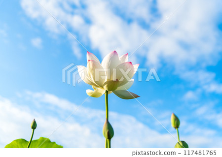 A single lotus flower and three buds blooming against the backdrop of a midsummer blue sky 117481765