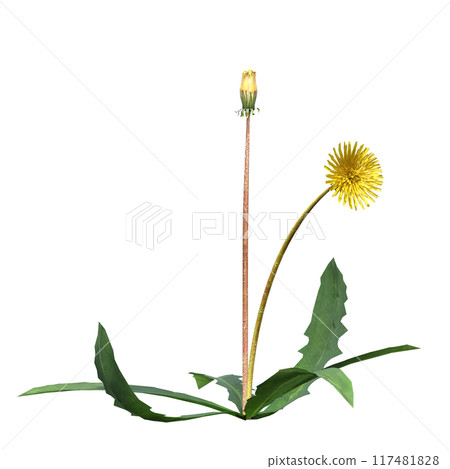 wild field grass, isolated on a transparent background, 3D illustration, cg render wild field grass, isolated on a transparent background, 3D illustration, cg render 117481828
