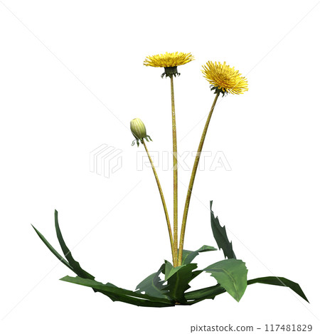 wild field grass, isolated on a transparent background, 3D illustration, cg render wild field grass, isolated on a transparent background, 3D illustration, cg render 117481829